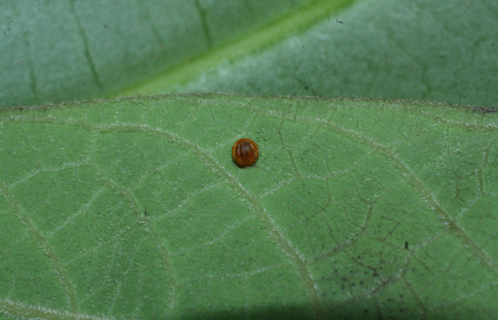 Fig. 3 Huevo de <i>Parides photinus</i> (Papilionidae) (18-SRNP-20112-DHJ710870). 02 de Abril 2018. Cañón Rio Mena Sector Del Oro.