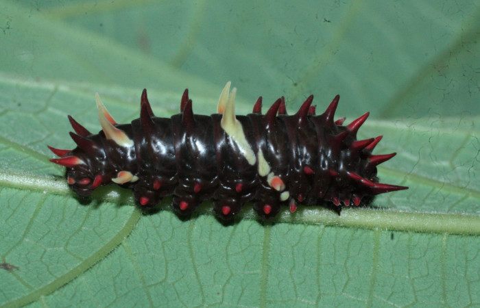 Fig. 5 <i>Parides photinus</i> (Papilionidae) en penúltimo estadio (18-SRNP-20158-DHJ710920). 13 de Abril 2018, Cañón Rio Mena Sector Del Oro.