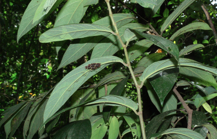 Fig. 6 <i>Parides photinus</i> (Papilionidae), penúltimo estadio (18-SRNP-20156-DHJ710911). 13 de Abril 2018. Cañón Rio Mena Sector Del Oro.