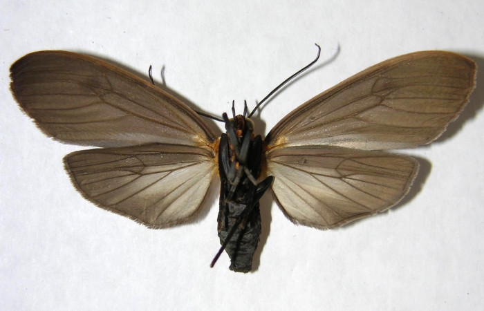Fig. 2 Adulto <i>Opharus gemma</i> (Erebidae), vista lateral mide 55mm. Finca San Gabriel, Sector San Cristóbal, 645m. 06-SRNP-9519-DHJ360837.