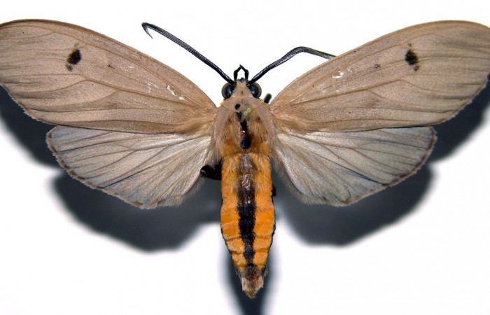Fig. 3 Adulto macho <i>Opharus gemma</i> (Erebidae), vista lateral mide 44mm. Finca San Gabriel, Sector San Cristóbal, 645m. 98-SRNP-13735-DHJ93148.