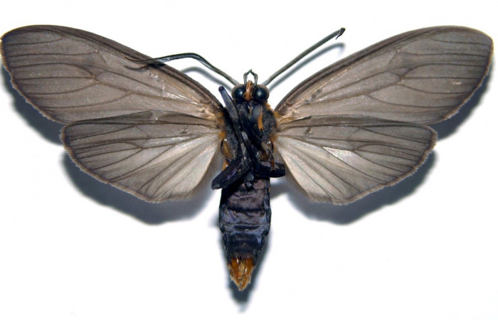Fig. 4 Adulto macho <i>Opharus gemma</i> (Erebidae), vista lateral mide 44mm. Finca San Gabriel, Sector San Cristóbal, 645m. 98-SRNP-13735-DHJ93149.