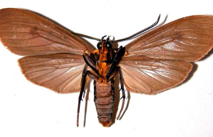 Fig. 8 Adulto macho <i>Opharus quadripunctata</i> (Erebidae), vista lateral mide 48mm. Rios Cucaracha, Sector San Cristóbal, 640m. 98-SRNP-6509-DHJ39115.