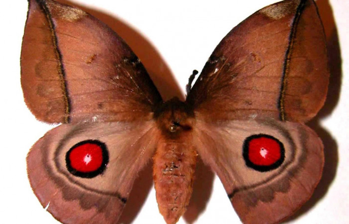 Fig.1. Adulto de <i>Gamelia septentrionalis</i>. En vista dorsal de 56mm de longitud. Voucher : 02-SRNP-29905-DHJ36070.jpg.