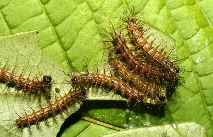 Fig.12. Larva de <i>Gamelia septentrionalis</i>, en tercer estadio de 17mm de longitud. Voucher : 08-SRNP-72781-DHJ449976.jpg.