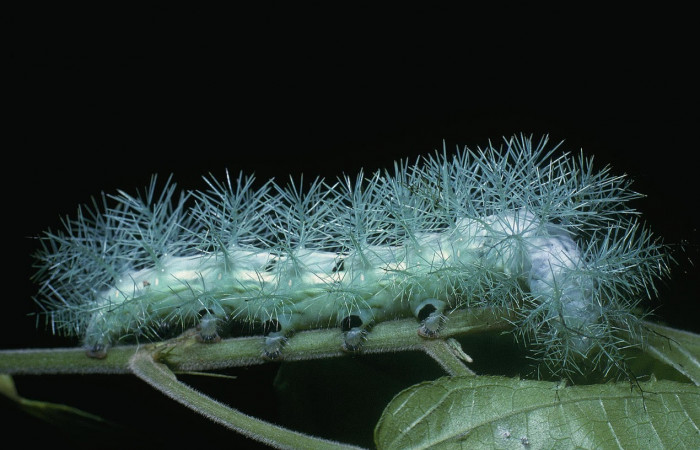 Fig.17. Larva de <i>Gamelia musta</i>, en último estadio de 63mm de longitud. Voucher : 04-SRNP-1299-DHJ81728.jpg.