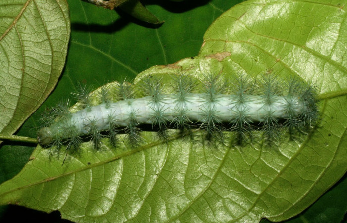 Fig.19. Larva de <i>Gamelia septentrionalis</i>, en último estadio. Voucher :  07-SRNP-33327-DHJ430403.jpg.