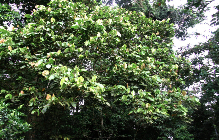 Fig 23. Mostrando copa de árbol de <i>Inga oerstediana</i>, planta hospedera de <i>Gamelia septentrionalis</i>.