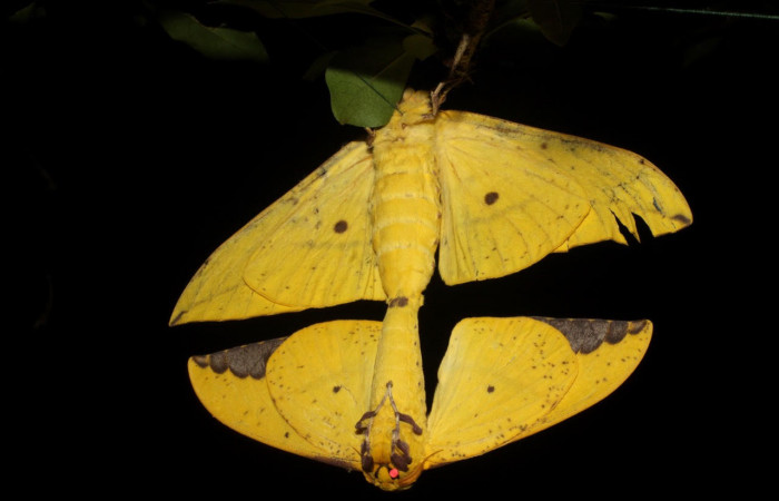 Fig.6. Mostrando adultos de <i>Eacles</i> imperialisDHJ02. En posición ventral. Voucher : 10-SRNP-12798-DHJ475925.jpg.