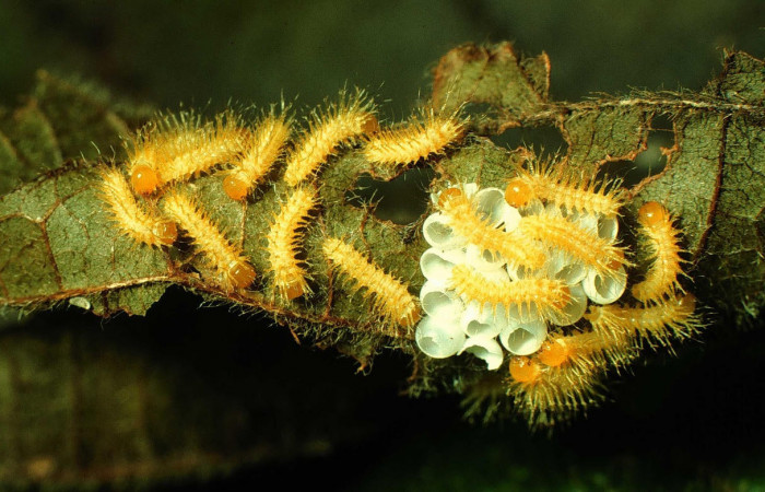 Fig.8. Mostrando larvitas recien nacidas de <i>Gamelia musta</i>. Voucher : 97-SRNP-1514-DHJ41629.jpg.