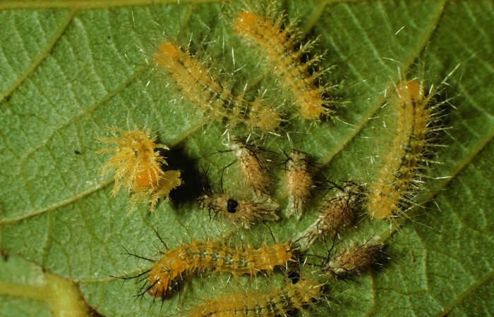 Fig.9. Larva de <i>Gamelia musta</i>, mudando a tercer estadio de 11mm de longitud. Voucher : 97-SRNP-1514-DHJ41648.jpg.
