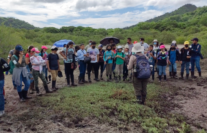 Reconociendo aspectos importantes en la restauración del manglar de Bahía Tomas