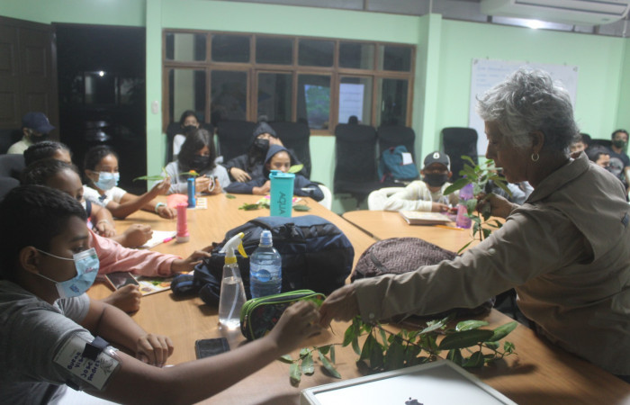 Observación de los detalles de las plantas.