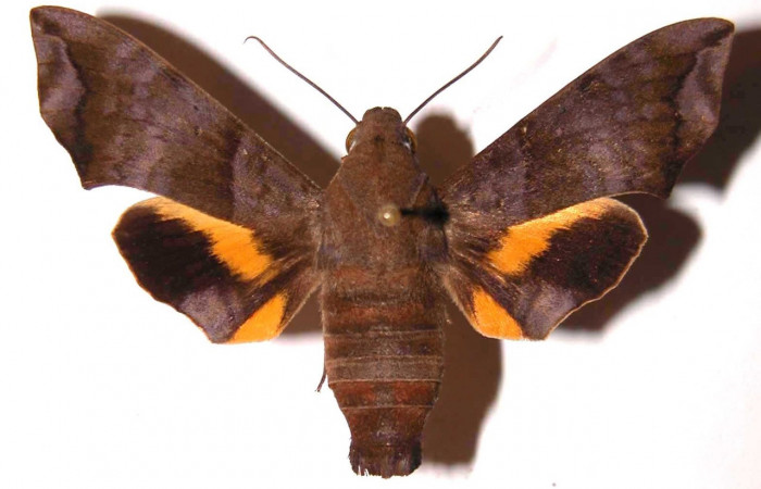 Fig.01. Adulto de <i>Perigonia</i> ilusDHJ01 (Sphingidae), hembra vista dorsal, 51mm de envergadora. Voucher: 90-SRNP-726-DHJ37486.jpg.