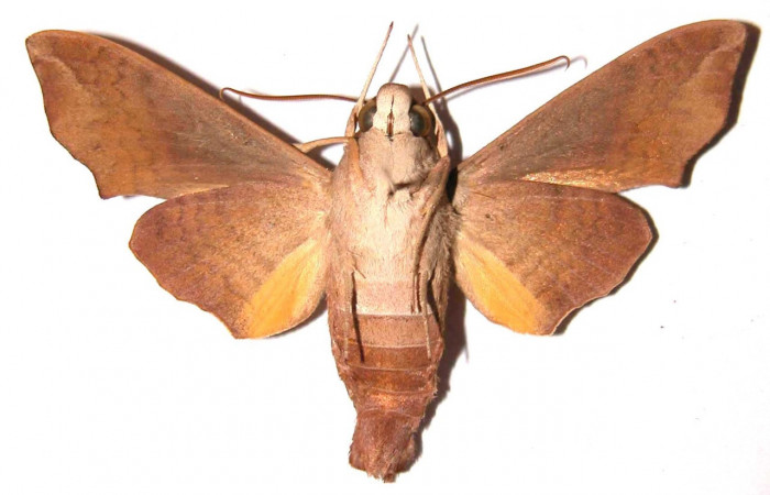 Fig.04. Adulto de <i>Perigonia</i> ilusDHJ01 (Sphingidae), macho en vista ventral, 52mm de envergadura. Voucher: 91-SRNP-1779-DHJ35843.jpg.