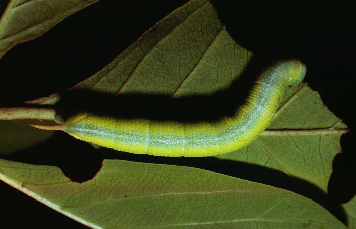 Fig. 05. Larva de <i>Perigonia</i> ilusDHJ01 (Sphingidae) en último estadío, vista dorsal, 58mm de longitud. Voucher: 80-SRNP-193-DHJ1227.jpg.