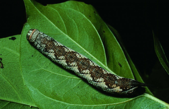 Fig. 07. Larva de <i>Perigonia</i> ilusDHJ01 (Sphingidae) en último estadío, vista dorsal, 58mm de longitud. Voucher: 82-SRNP-371-DHJ4144.jpg.