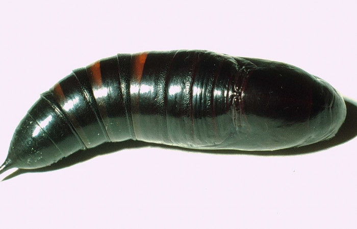 Fig. 09. Pupa de <i>Perigonia</i> ilusDHJ01 (Sphingidae), vista dorsal, 56mm de longitud. Voucher: 01-SRNP-14555-DHJ58746.jpg.