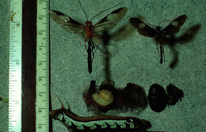 Fig. 10. Adultos y larvas de parasitoidea de <i>Perigonia</i> ilusDHJ01 (Sphingidae), fotografía D. H. Janzen, 24 Jun 1984. Voucher: 84-SRNP-745-DHJ7644.jpg.