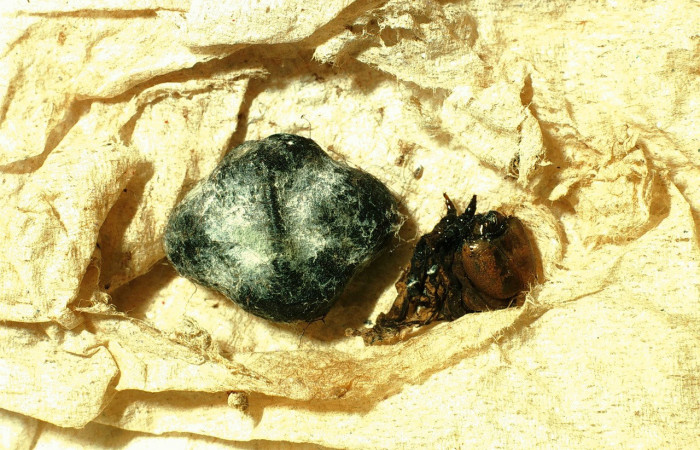 Fig. 11. Capullo de parásito de <i>Perigonia</i> ilusDHJ01, Hymenoptera, Ichneumonidae, 18mm de longitud, <i>Thyreodon maculipennis</i>. Voucher: 01-SRNP-14556-DHJ60980.jpg.