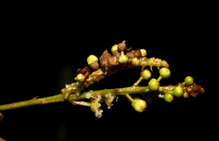 Figura 1. Larva <i>Synchlora pulchrifimbria</i> (Geometridae), color verde oscuro, posición lateral, mide 14 mm aproximadamente. Planta hospedera <i>Croton schiedeanus</i>, (Euphorbiaceae). Voucher: 07-SRNP-41991-DHJ433714.jpg.