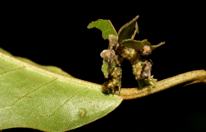 Figura 10. Larva <i>Synchlora pulchrifimbria</i> (Geometridae), color verde oscuro, posición dorsal, mide 14 mm aproximadamente. Planta hospedera <i>Croton schiedeanus</i>, (Euphorbiaceae). Voucher: 07-SRNP-41991-DHJ433725.jpg.