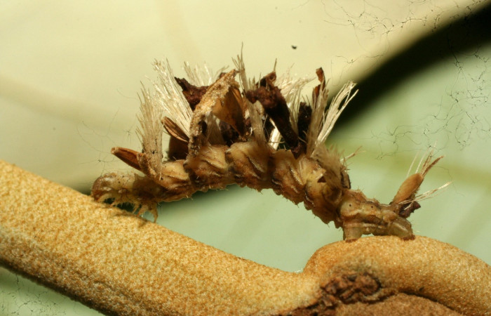 Figura 13. Larva <i>Synchlora dependens</i> (Geometridae), color verde oscuro, posición lateral, mide 25 mm aproximadamente. Planta hospedera <i>Piptocarpha poeppigiana</i>, (Asteraceae). Voucher: 11-SRNP-31487-DHJ494307.jpg.  