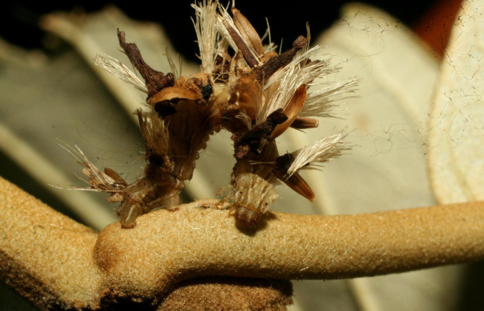 Figura 14. Larva <i>Synchlora dependens</i> (Geometridae), color verde oscuro, posición lateral, mide 25 mm aproximadamente. Planta hospedera <i>Piptocarpha poeppigiana</i>, (Asteraceae). Voucher: 11-SRNP-31487-DHJ494309.jpg.