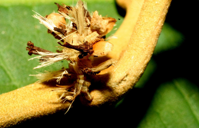 Figura 15. Larva <i>Synchlora dependens</i> (Geometridae), color verde oscuro, posición lateral, mide 25 mm aproximadamente. Planta hospedera <i>Piptocarpha poeppigiana</i>, (Asteraceae). Voucher: 11-SRNP-31487-DHJ494312.jpg.