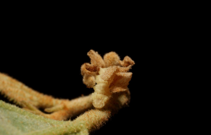 Figura 20. Larva <i>Synchlora frondaria</i> (Geometridae), color crema, posición lateral, mide 25 mm aproximadamente. Planta hospedera <i>Guazuma ulmifolia</i> (Malvaceae) Voucher: 15-SRNP-10015-DHJ804658.jpg.