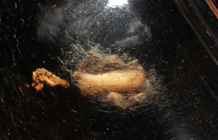 Figura 21. Pupa <i>Synchlora frondaria</i> (Geometridae), color crema, posición dorsal. Voucher: 15-SRNP-10015-DHJ804979.jpg.