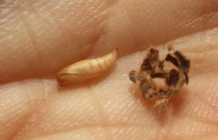 Figura 22. Pupa <i>Synchlora frondaria</i> (Geometridae), color crema, posición dorsal. Voucher: 15-SRNP-10015-DHJ804981.jpg.