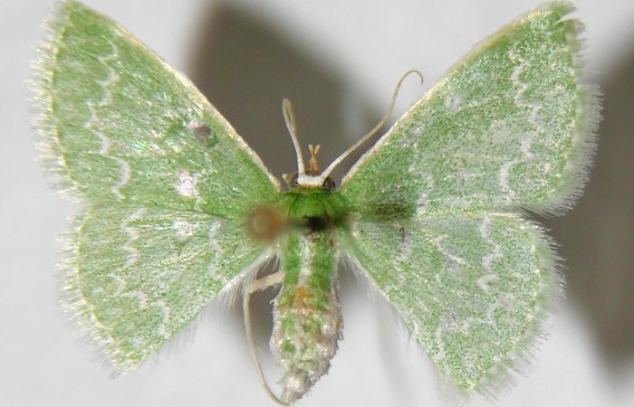 Figura 23.Adulto <i>Synchlora frondaria</i> (Geometridae) posición dorsal, mide 15mm. Voucher:  90-SRNP-134-DHJ356882.
