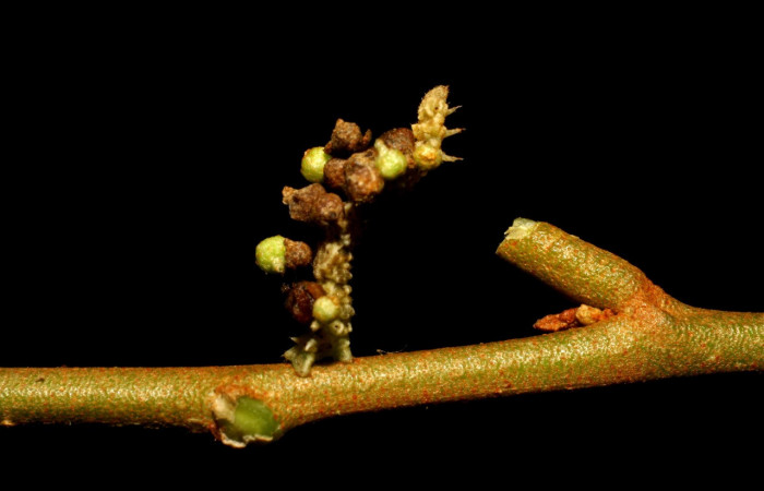 Figura 7. Larva <i>Synchlora pulchrifimbria</i> (Geometridae), color verde oscuro, posición lateral , mide 14 mm aproximadamente. Planta hospedera <i>Croton schiedeanus</i>, (Euphorbiaceae). Voucher: 07-SRNP-41991-DHJ433719.jpg.