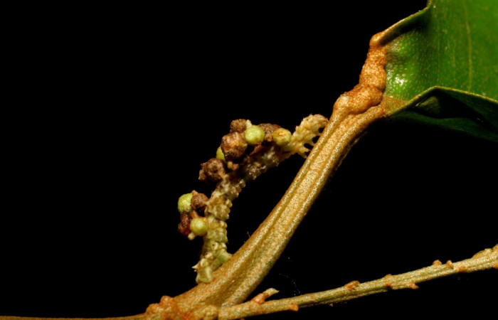 Figura 8. Larva <i>Synchlora pulchrifimbria</i> (Geometridae), color verde oscuro, posición lateral , mide 14 mm aproximadamente. Planta hospedera <i>Croton schiedeanus</i>, (Euphorbiaceae). Voucher: 07-SRNP-41991-DHJ433722.jpg.