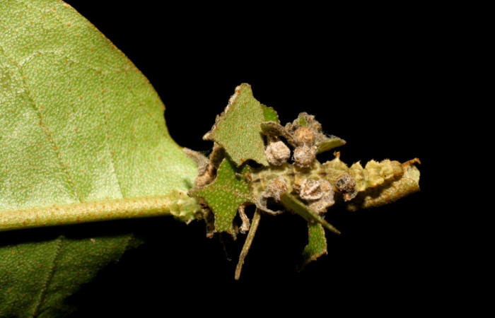 Figura 9. Larva <i>Synchlora pulchrifimbria</i> (Geometridae), color verde oscuro, posición dorsal, mide 14 mm aproximadamente. Planta hospedera <i>Croton schiedeanus</i>, (Euphorbiaceae). Voucher: 07-SRNP-41991-DHJ433724.jpg.