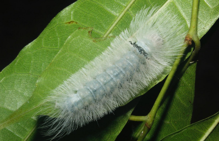 Fig. 11 Larva <i>Belemnia inaurata</i>, Erebidae, mostrando la posición dorsal entero. Voucher: 16-SRNP-27463-DHJ730795.jpg.
