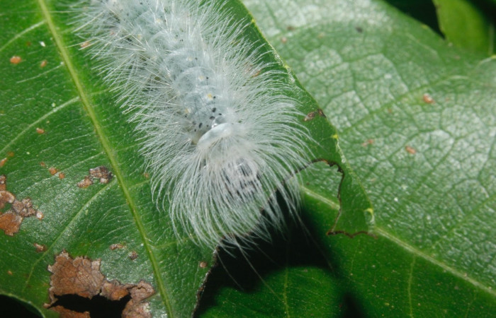 Fig. 12 Larva <i>Belemnia inaurata</i>, Erebidae, mostrando la posición frontal. Voucher: 16-SRNP-27462-DHJ730792.jpg.