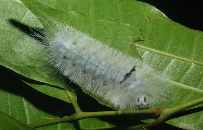 Fig. 13 Larva <i>Belemnia inaurata</i>, Erebidae, mostrando la posición frontal, estadio Ultimo Voucher: 16-SRNP-27463-DHJ730796.jpg.