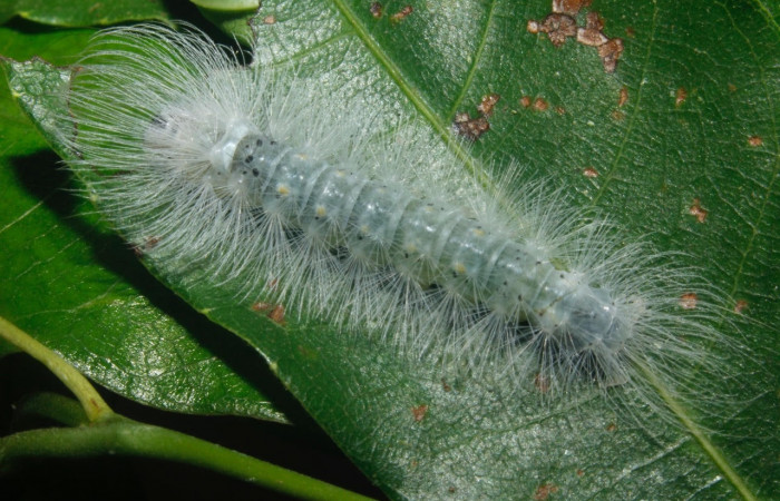 Fig. 14 Larva <i>Belemnia inaurata</i>, Erebidae, mostrando la posición dorsal entero, estadio Ultimo. Voucher: 16-SRNP-27462-DHJ730793.jpg.