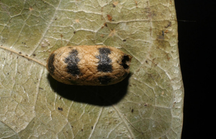 Fig. 16 Capullo de la larva <i>Belemnia trotschi</i>, adentro parásitos <i>Casinaria</i> CAS-04/09DHJ01 familia (Ichneumonidae). Voucher: 06-SRNP-6346-DHJ424638.jpg.