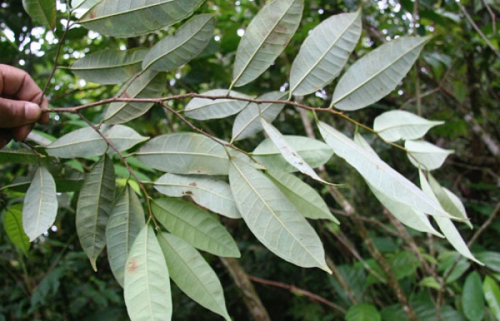 Fig. 18 Planta <i>Brosimum guianense</i> (Moraceae), hospedera de la larva <i> Belemnia inaurata</i>, (Erebidae), Estación Caribe, foto
Jorge Hernandez, 30 Setiembre 2008
