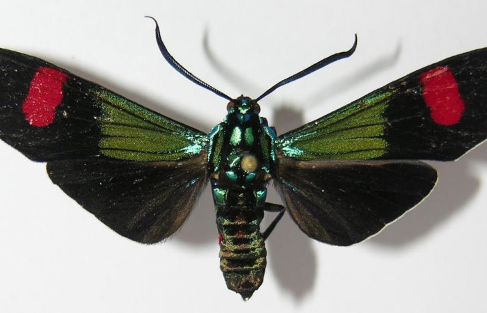 Fig.1 Adulto <i>Belemnia inaurata</i>, Erebidae, mostrando la parte dorsal. Voucher: 12-SRNP-65498-DHJ579788.
