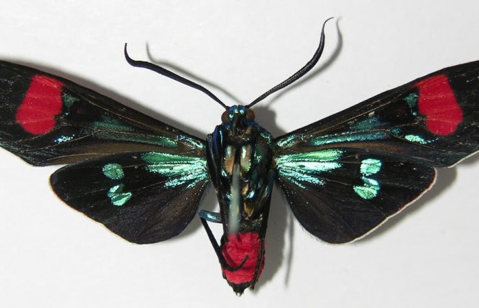 Fig.2 Adulto  <i>Belemnia inaurata</i> Erebidae, mostrando la parte ventral. Voucher: 12-SRNP-65498-DHJ579789.
