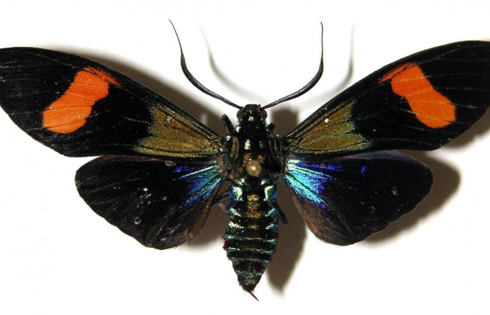 Fig.3 Adulto <i>Belemnia trotschi</i>, Erebidae, mostrando la parte dorsal. Voucher: 03-SRNP-7813-DHJ92348.