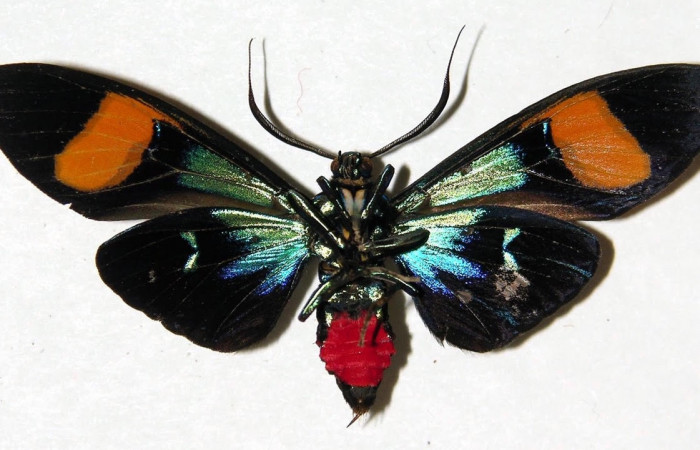 Fig.4 Adulto <i>Belemnia trotschi</i>, Erebidae, mostrando la parte dorsal. Voucher: 03-SRNP-7813-DHJ92349.