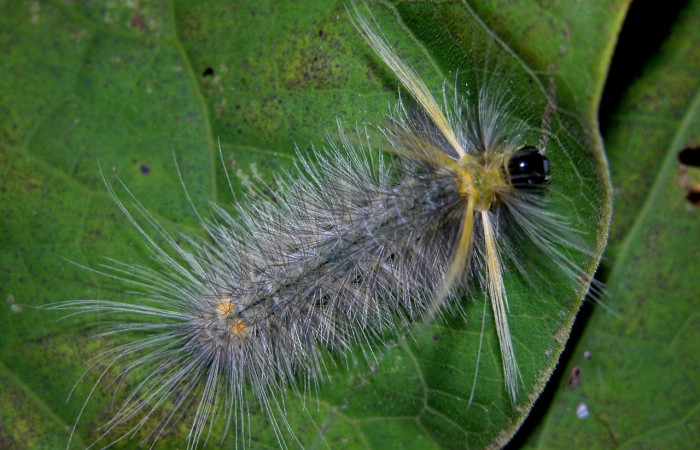 Fig. 5 Larva <i>Belemnia trotschi</i>, Erebidae, mostrando la posición dorsal entero, último estadio. Voucher: 04-SRNP-42303-DHJ401705.jpg.