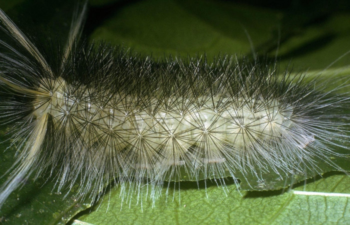 Fig. 6 Larva <i>Belemnia trotschi</i>, Erebidae, mostrando la posición dorsal entero. Voucher: 04-SRNP-3927-DHJ86214.jpg.