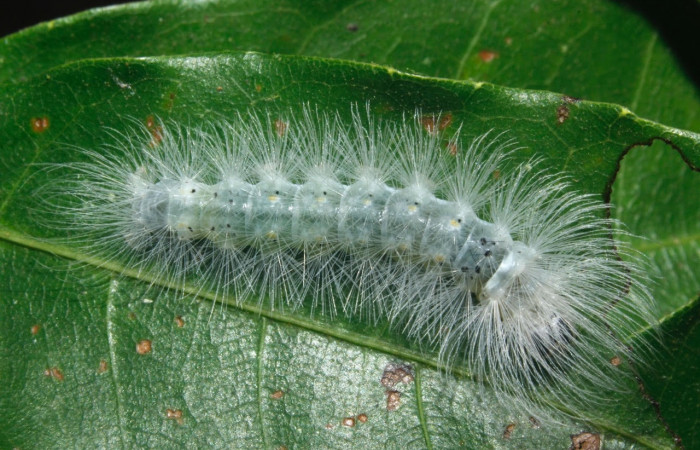 Fig. 9 Larva <i>Belemnia inaurata</i>, Erebidae, mostrando la posición dorsal. Voucher: 16-SRNP-27462-DHJ730790.jpg.
