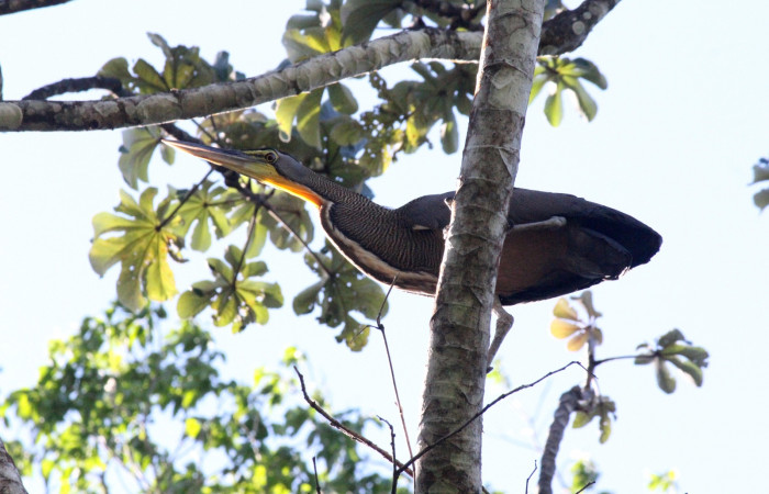 Fig. 1 Bare-throated Tiger-heron (Garza Tigre Cuellinuda, Martín Peña o Garzón) <i>Tigrisoma mexicanum</i> Ardeidae; 07 de marzo 2022 Estación Biológica Los Almendros Sector El Hacha ACG. Foto. Roster Moraga